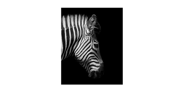 Zebra 1 48
